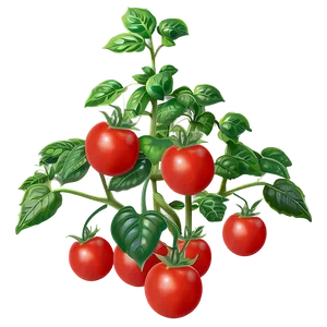 Lush Tomato Plant PNG Fcc33 PNG