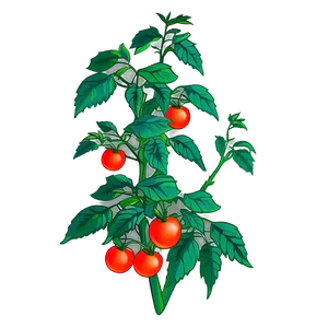Lush Tomato Plant PNG Mkt PNG