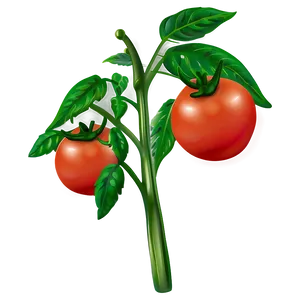 Lush Tomato Plant PNG Pvu13 PNG
