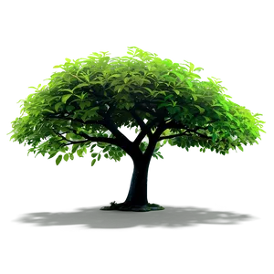 Lush Tree Shadow PNG 06272024
