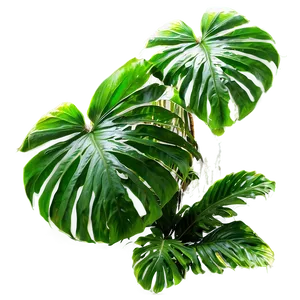 Lush Tropical Rainforest Picture PNG 96 PNG