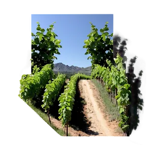 Lush Vineyard Pathway PNG Syp