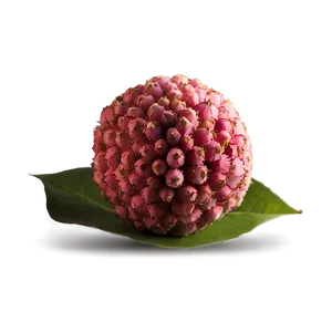 Lychee Seed PNG 13