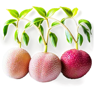 Lychee Vibrant Texture Png 06252024 PNG image