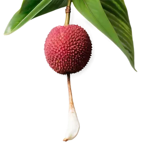 Lychee With Leaf PNG 06252024