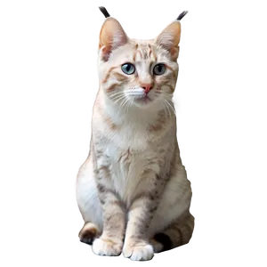 Lynx Point Cat Transparent 58 PNG