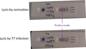 Lysis Comparison Test Strips PNG image