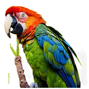 Macaw Parrot Bird PNG 05032024