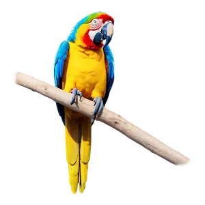 Macaw Parrot Bird PNG Xep36