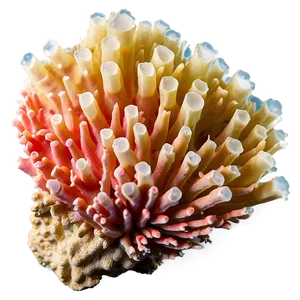 Macro Coral Beauty PNG 05242024