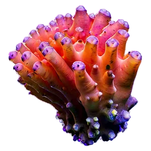 Macro Coral Beauty PNG 05242024