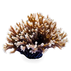 Macro Coral Beauty PNG Nvh34