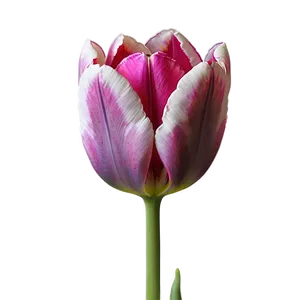 Macro Tulips Detail Png 05242024 PNG image