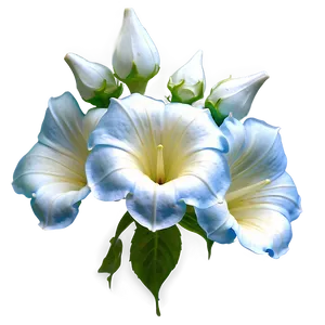 Magical Moonflower PNG 06252024 PNG