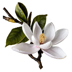 Magnolia Flower A