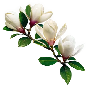 Magnolia Flower Arrangement Png 06252024 PNG image