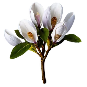 Magnolia Flower Arrangement Png Bmq PNG image