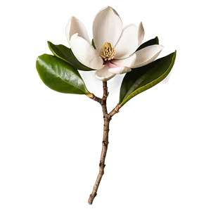 Magnolia Flower Arrangement PNG Xle