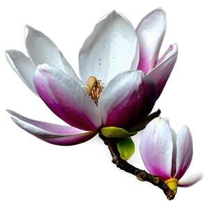 Magnolia Flower Background PNG 06252024 PNG