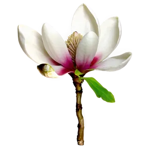Magnolia Flower Bouquet PNG 06252024