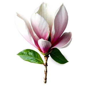 Magnolia Flower Bouquet PNG 06252024