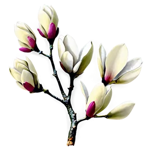 Magnolia Flower Branch Png 64 PNG image