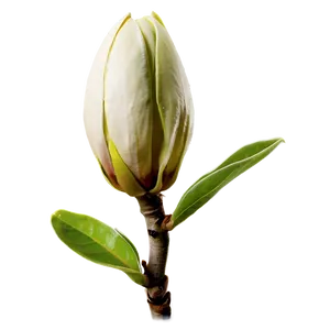 Magnolia Flower Bud PNG 06252024