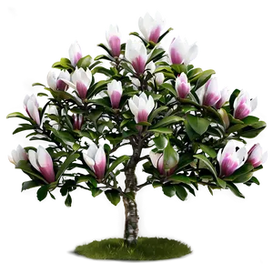 Magnolia Flower Bush PNG 06122024 PNG