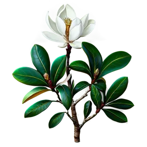 Magnolia Flower Bush PNG 29 PNG