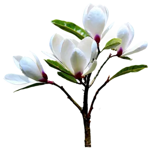 Magnolia Flower Bush PNG 76 PNG