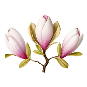 Magnolia Flower Clipart PNG 06252024