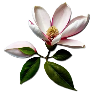 Magnolia Flower Emblem Png 75 PNG image