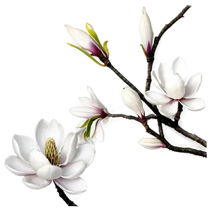 Magnolia Flower Festival Png Gav37 PNG image