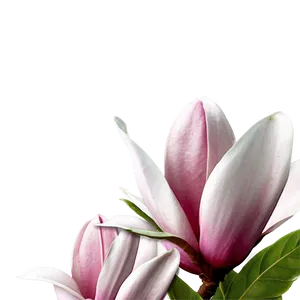 Magnolia Flower Festival Png Qup PNG image