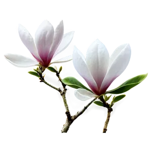 Magnolia Flower Garden PNG Iap