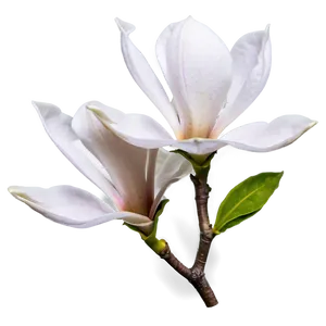 Magnolia Flower Greeting PNG 06252024