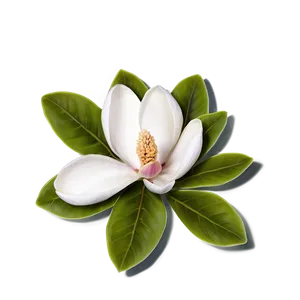 Magnolia Flower Greeting PNG 31