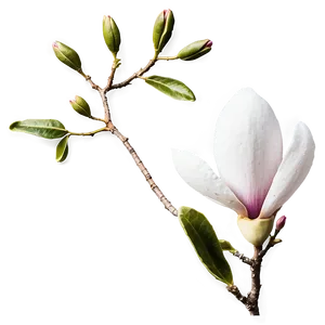 Magnolia Flower Greeting PNG 72