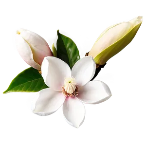 Magnolia Flower Greeting Png Qfp31 PNG image