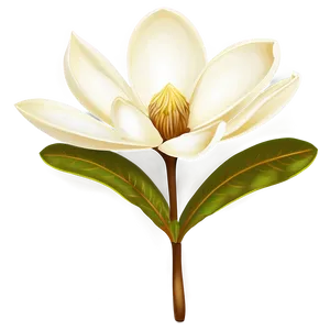 Magnolia Flower Illustration Png Maf11 PNG image