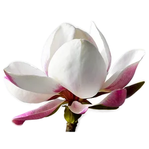 Magnolia Flower In Bloom Png Amc PNG image