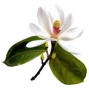 Magnolia Flower In Bloom PNG Cts75 PNG