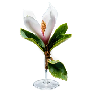 Magnolia Flower In Vase PNG Ymn54 PNG