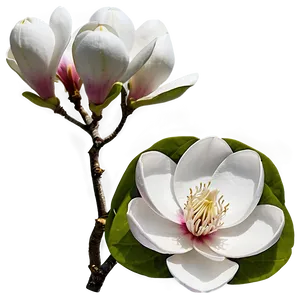 Magnolia Flower Landscape Png 06252024 PNG image