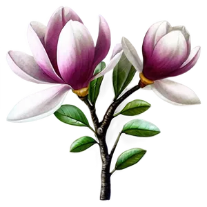 Magnolia Flower Mural Png 78 PNG image