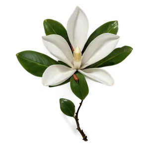 Magnolia Flower Pattern Png 06252024 PNG image