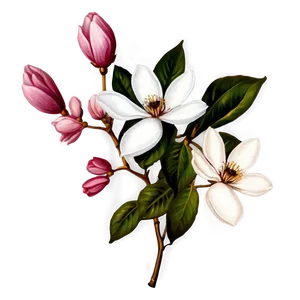 Magnolia Flower Pattern PNG 06252024