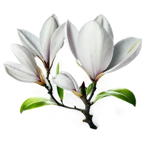 Magnolia Flower Pattern Png Knl96 PNG image