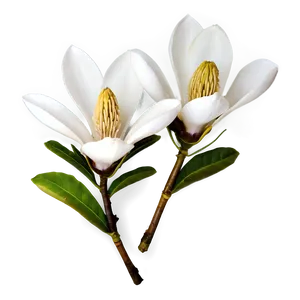 Magnolia Flower Petals PNG 46