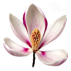 Magnolia Flower Petals PNG 58